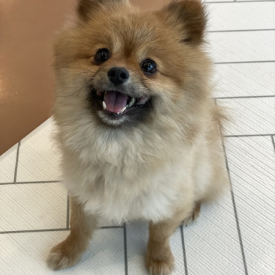 털찐 밤톨
