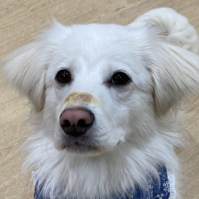 배추 입양 확정 ˊᗜˋ♥