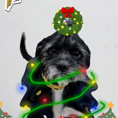 후추 트리가 돼