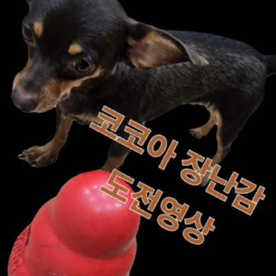 코코아 장난감 도전기!